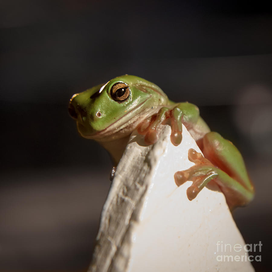 Nature Photograph - Green Tree Frog Keeping an Eye on You by Silken Photography