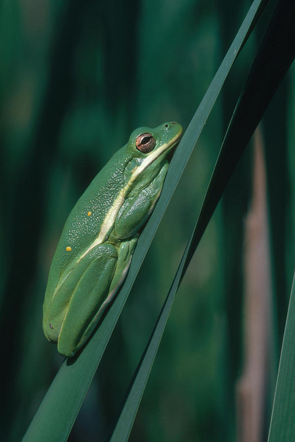 Green Tree Frog Photograph by Larry Cameron