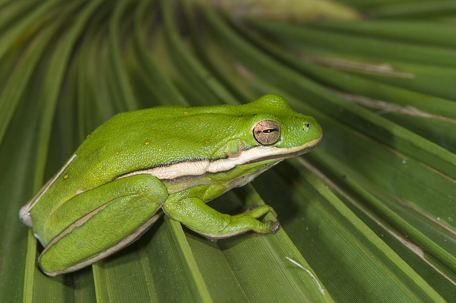 Green Tree Frog Little St Simons Island Photograph by Pete Oxford