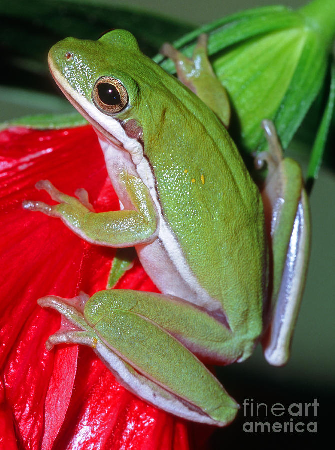 Green Tree Frog Photograph by Millard H Sharp