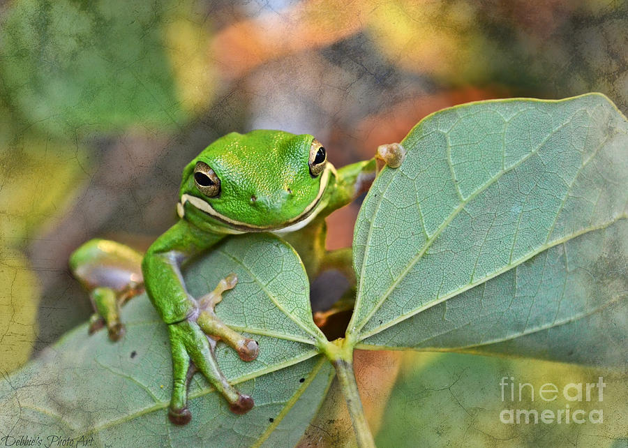 Smilin Tree Frog  Photograph by Debbie Portwood