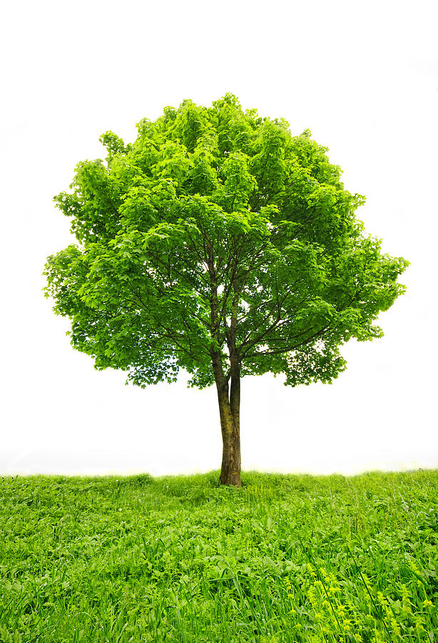 Green Tree Photograph by Ioan Panaite - Pixels