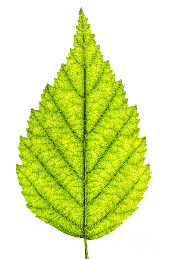 Green tree leaf by Elena Elisseeva