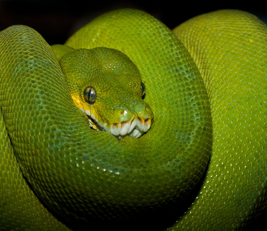 Green Tree Python Photograph by Claus Siebenhaar - Fine Art America