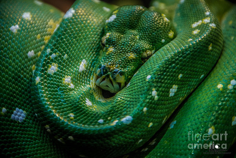 Green Tree Python Curled Photograph by Grace Grogan