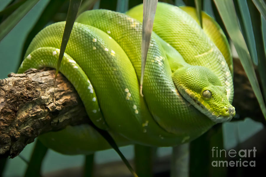 Green Tree Python Photograph by David Doucot