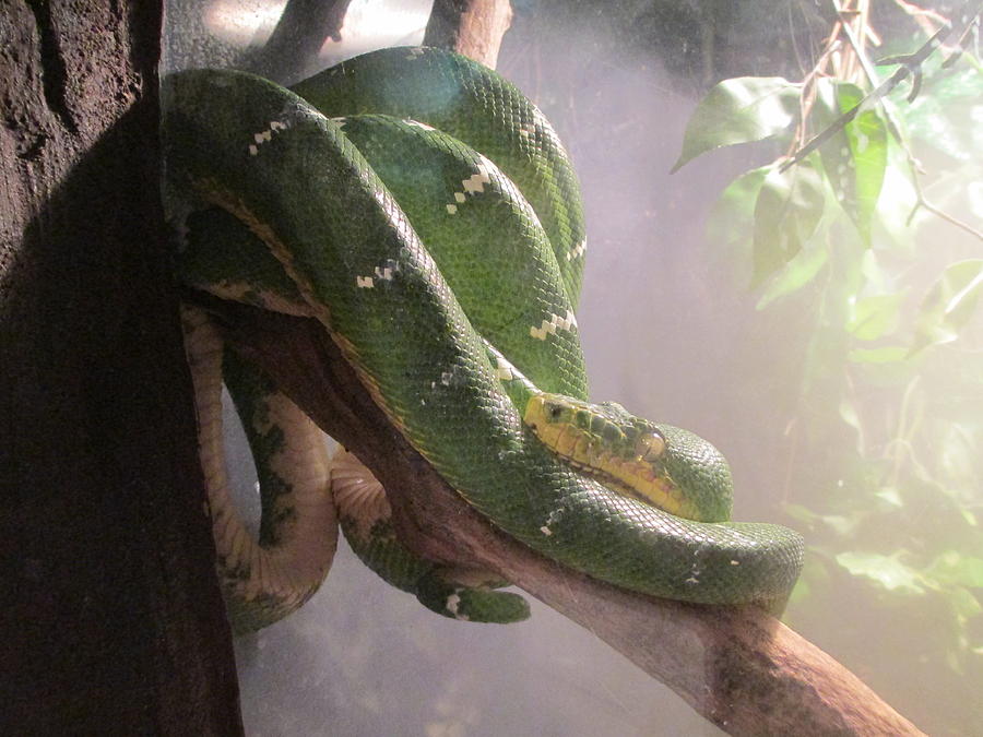 Reptile Photograph - Green Tree Python by Elaine Haakenson