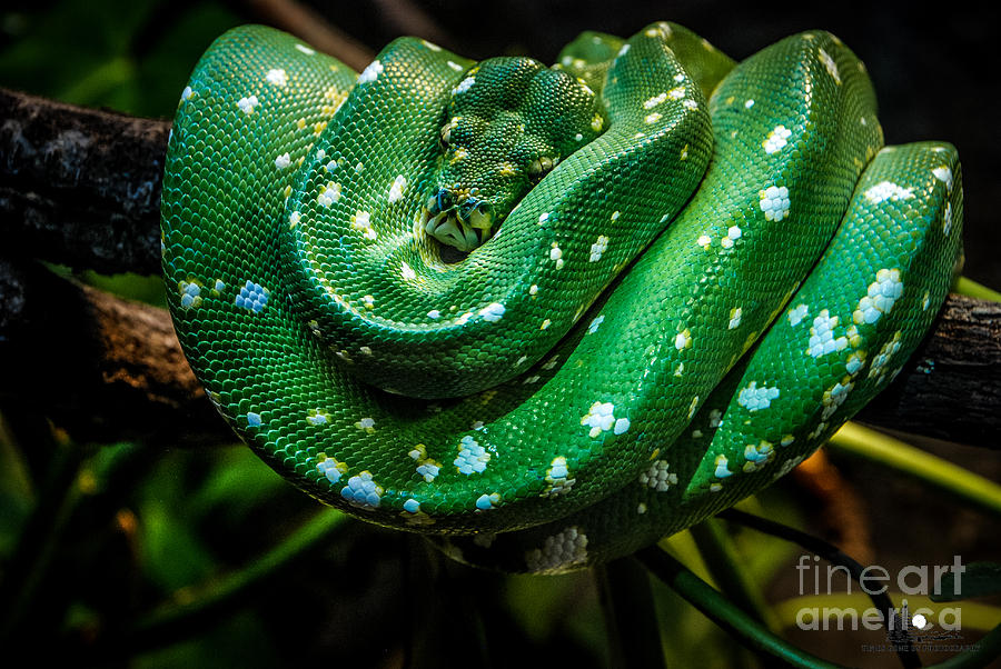 Green Tree Python Photograph by Grace Grogan
