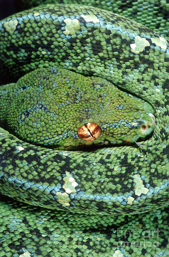 Animal Photograph - Green Tree Python by Gregory G. Dimijian