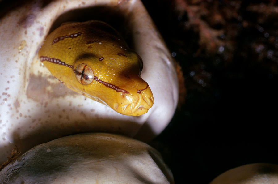 Green Tree Python Hatching Photograph by Karl H. Switak