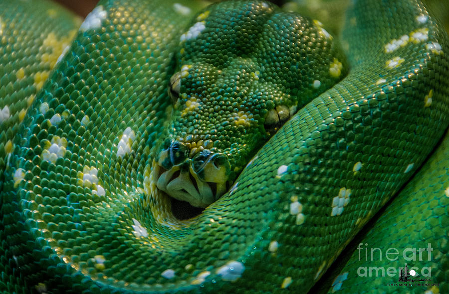 green tree python Macro Photograph by Grace Grogan
