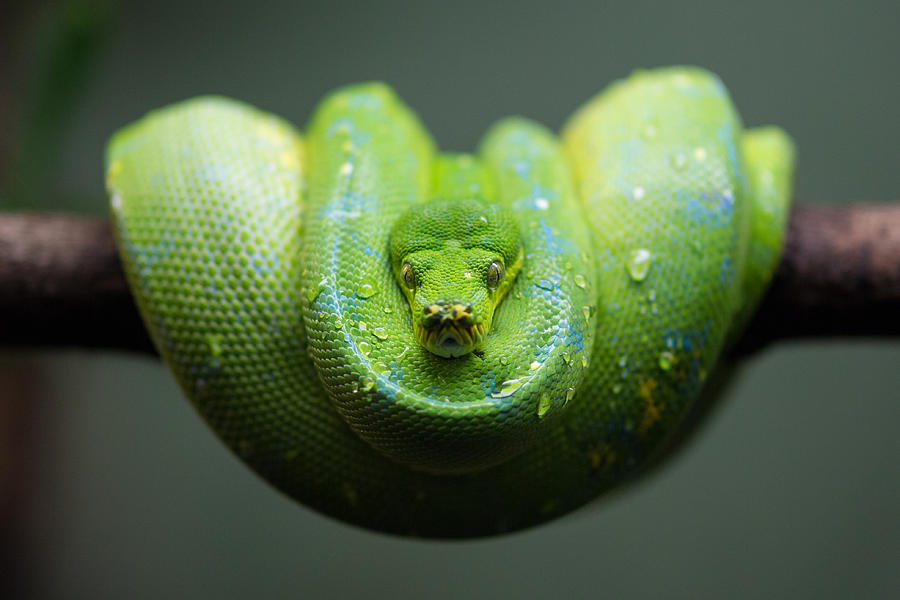 Green Tree Python Photograph by Mahbub Khan