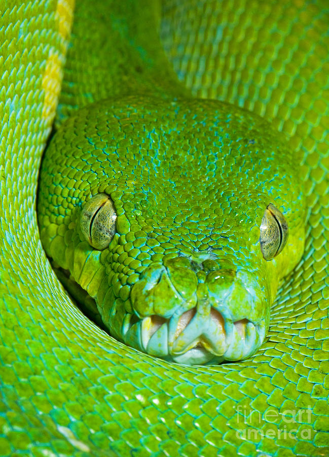 Python Photograph - Green Tree Python by Millard H. Sharp