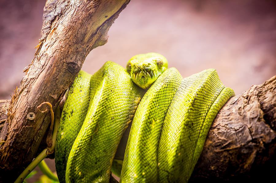 Green Tree Python Photograph