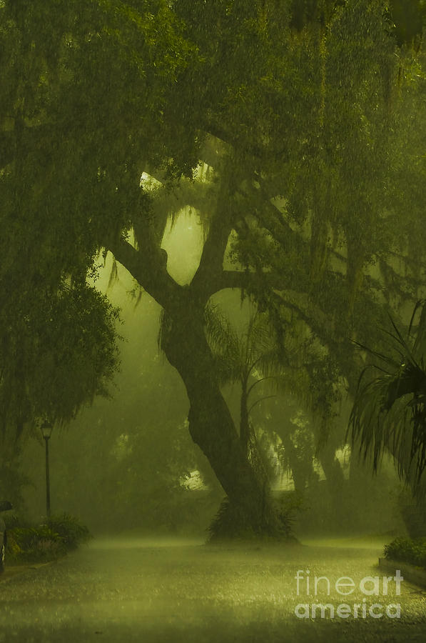 Nature Photograph - Green Tree Rain by Dennis Tyler
