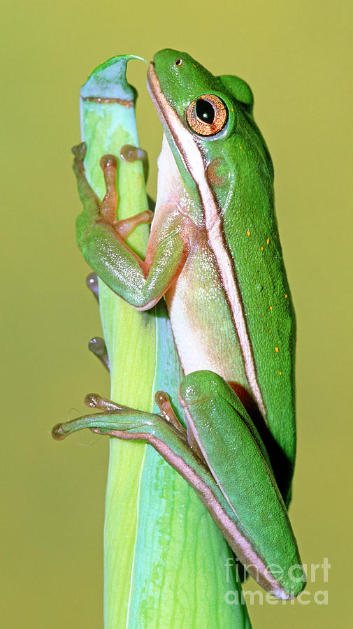 Green Treefrog Photograph by Millard H. Sharp