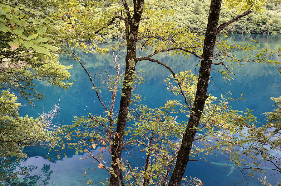 Green trees and blue water Photograph by Nelson Peng - Fine Art America