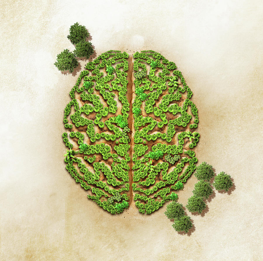 Green Trees Forming Brain Photograph by Ikon Ikon Images