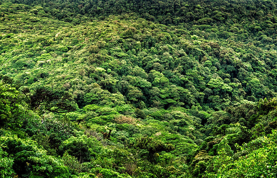 Green Trees In Rainforest Photograph by Brent Olson Green Trees In Rainforest Photograph by Brent Olson