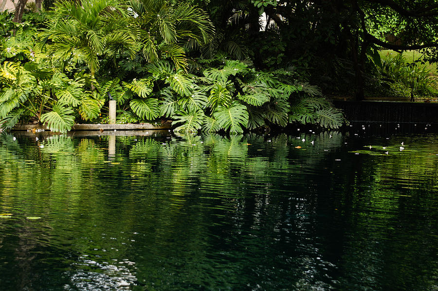 Green Tropical Paradise - the Gardens of the Museum of Art of Puerto Rico Photograph by Georgia Mizuleva
