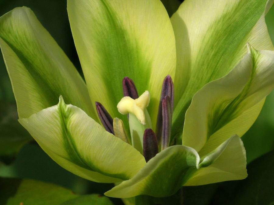Green Tulip Photograph by Alfred Ng