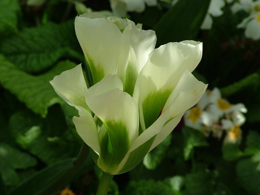 Green Tulip Photograph by Joan-Violet Stretch