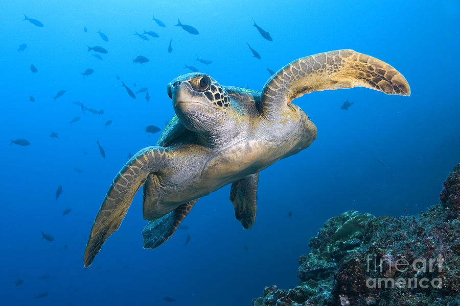 Green Turtle Photograph by Aaron Whittemore