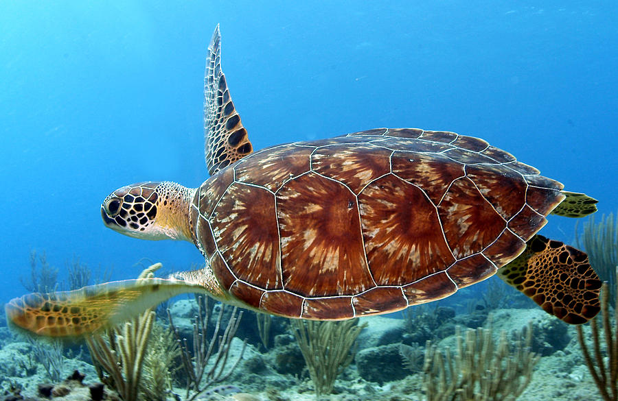 Green Turtle Photograph by Armando Jenik | Fine Art America