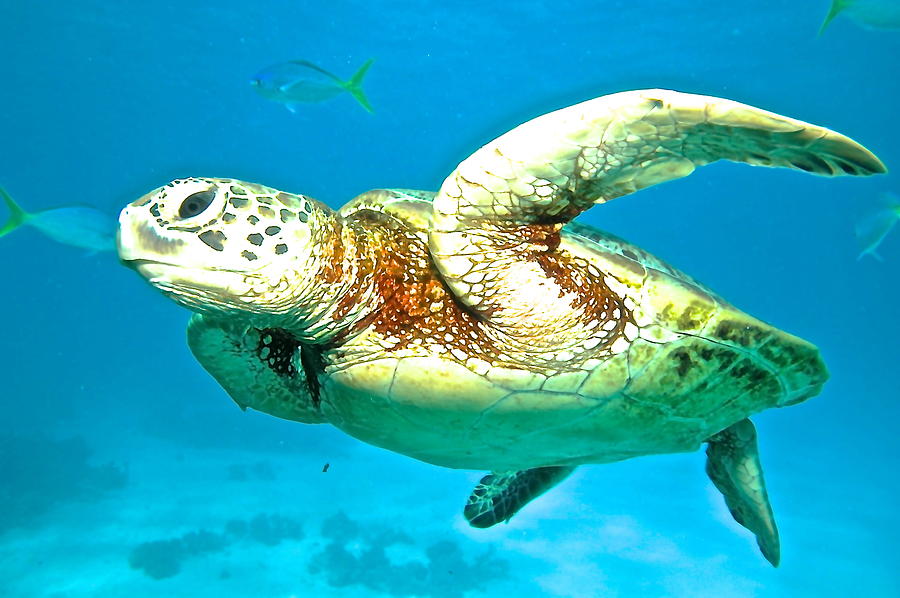 Nature Photograph - Green Turtle by Casey Herbert