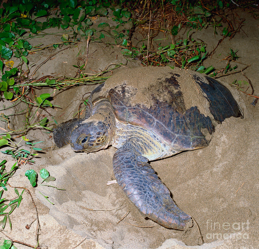 Green Turtle Covering Eggs With Sand Photograph by Tierbild Okapia ...