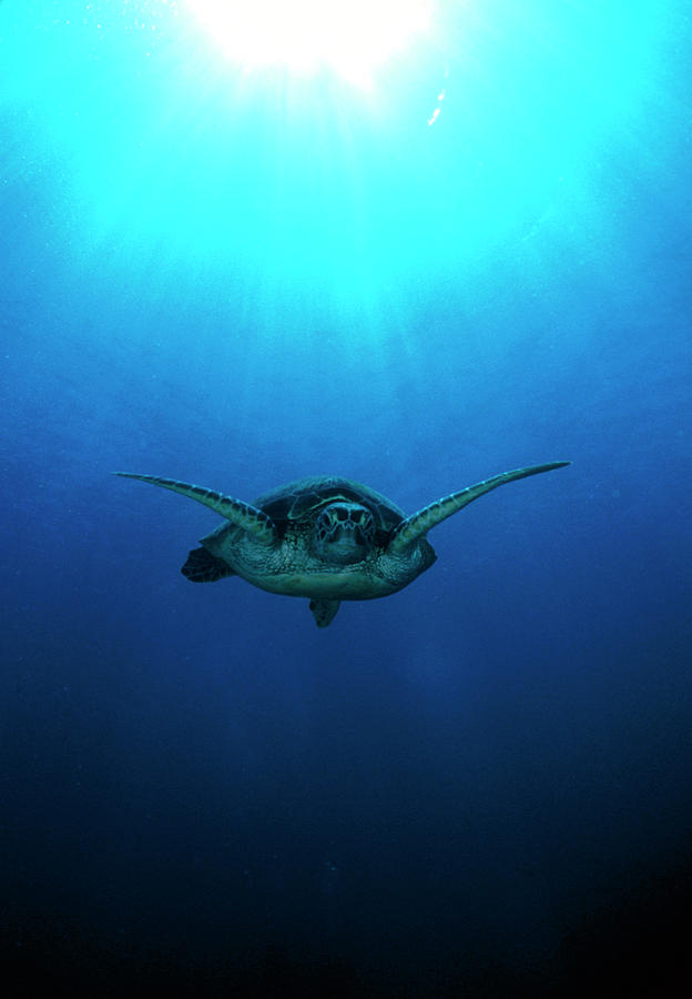 Green Turtle Photograph by Matthew Oldfield/science Photo Library
