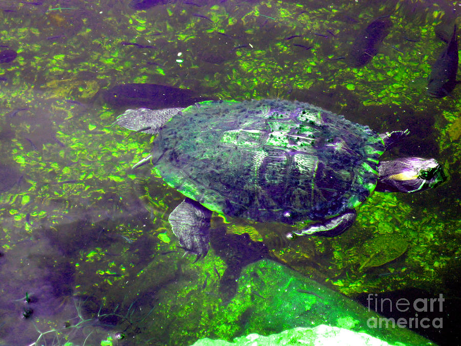 Green turtle Photograph by Oksana Semenchenko
