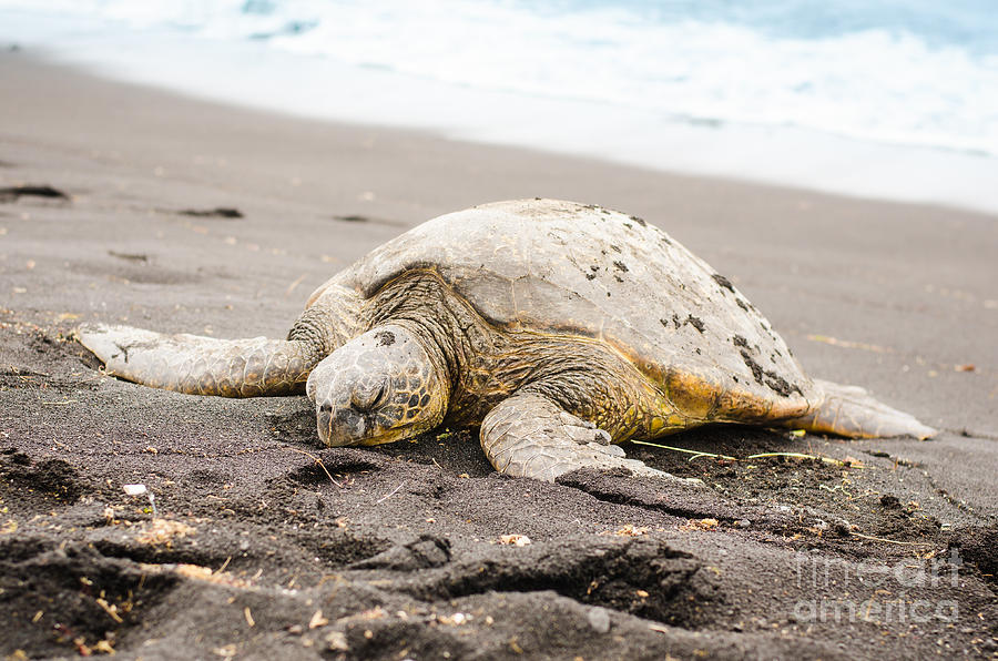 Beach Photograph - Green Turtle on the Black Beach by Chris Ann Wiggins