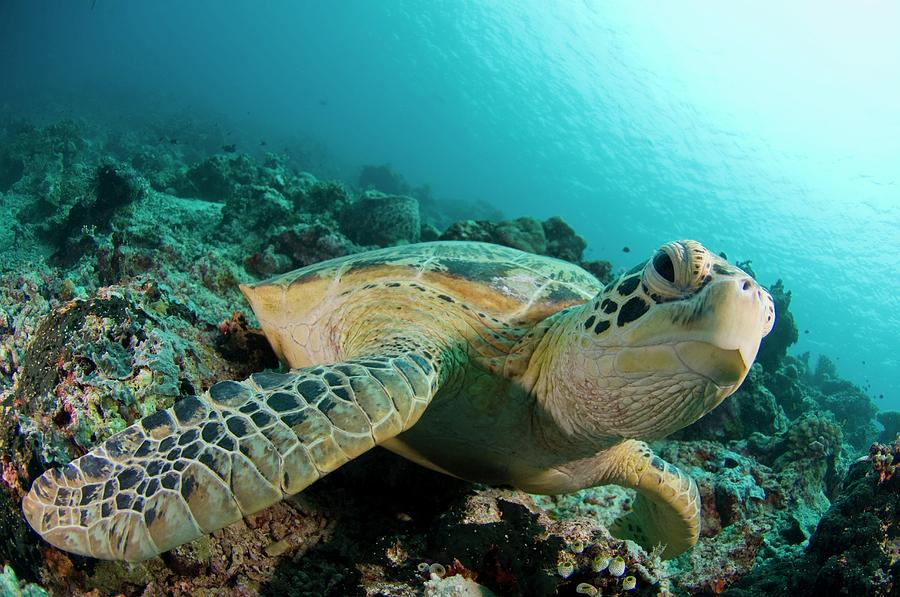 Green Turtle Photograph by Scubazoo/science Photo Library | Fine Art ...