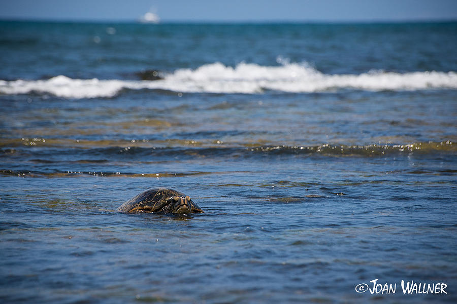 Green Turtle Surf Photograph by Joan Wallner