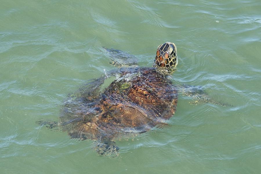 Green Turtle Surfacing Photograph by Bradford Martin
