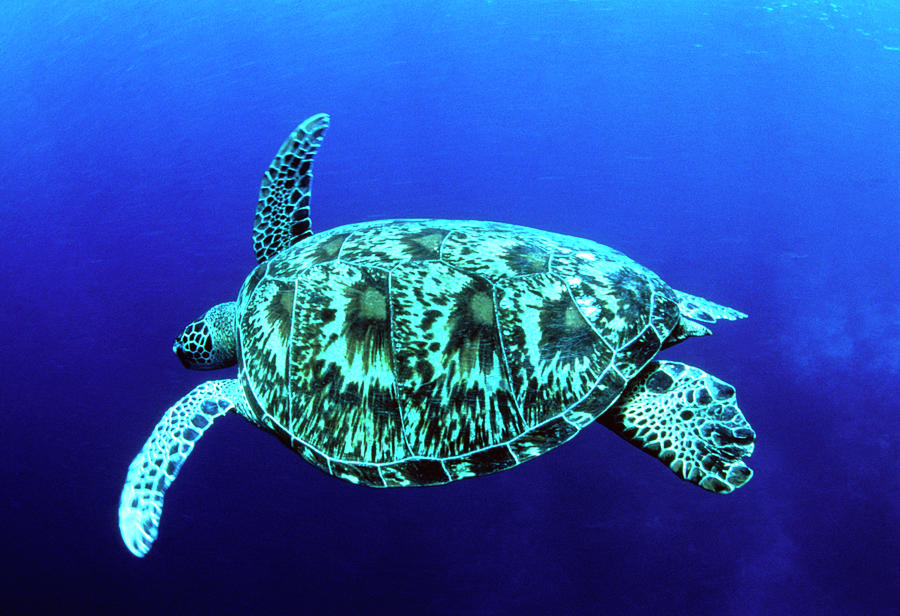 Green Turtle Swimming Photograph by Peter Scoones/science Photo Library ...