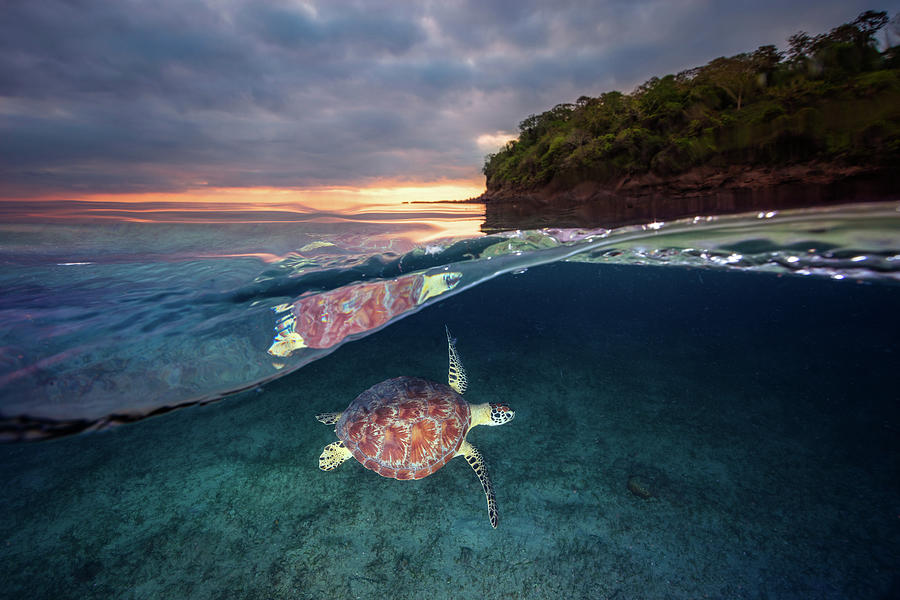 Turtle Photograph - Green Turtle With Sunset by Barathieu Gabriel