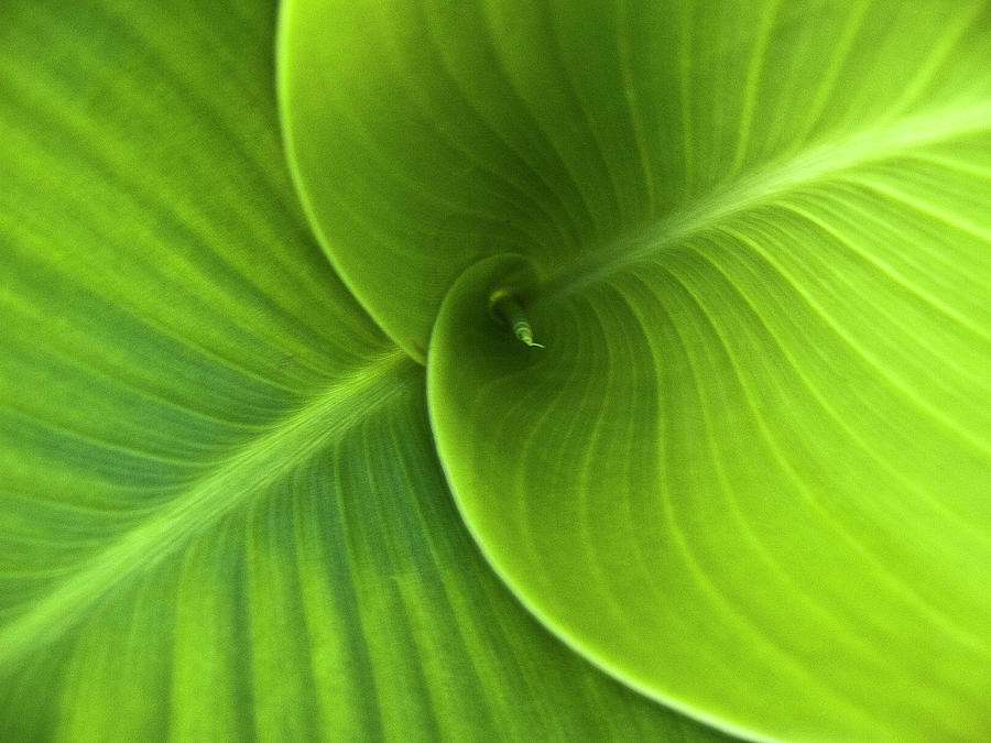 Green Twin Leaves Photograph by Heiko Koehrer-Wagner