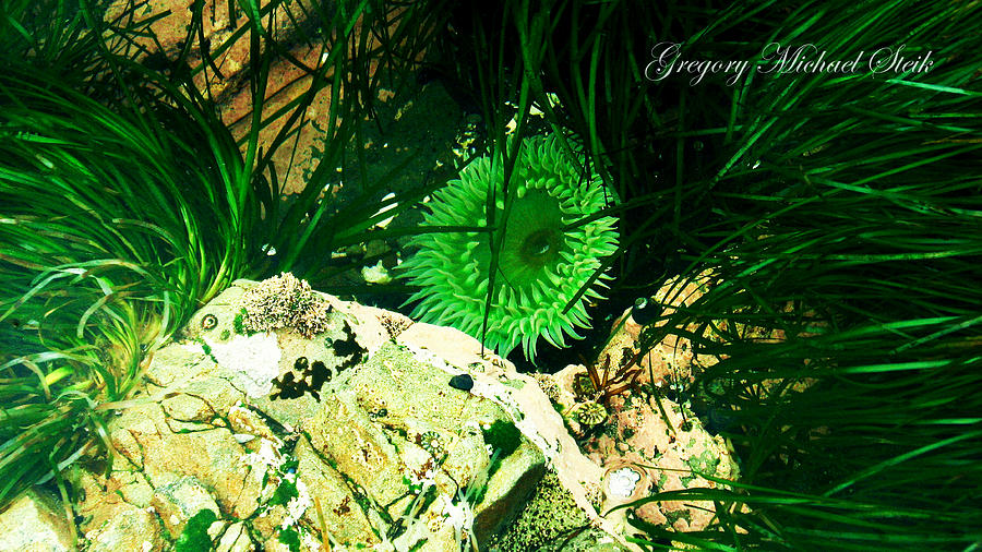 Sea Life Photograph - Green Urchin by Safe Haven Photography Northwest