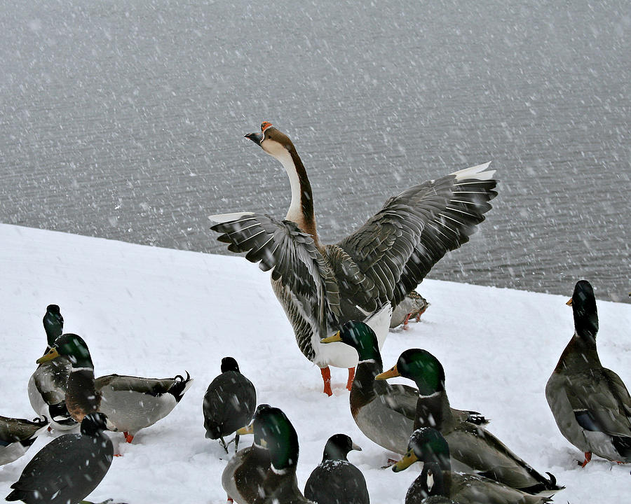 Green Valley Ducks Photograph by Matalyn Gardner