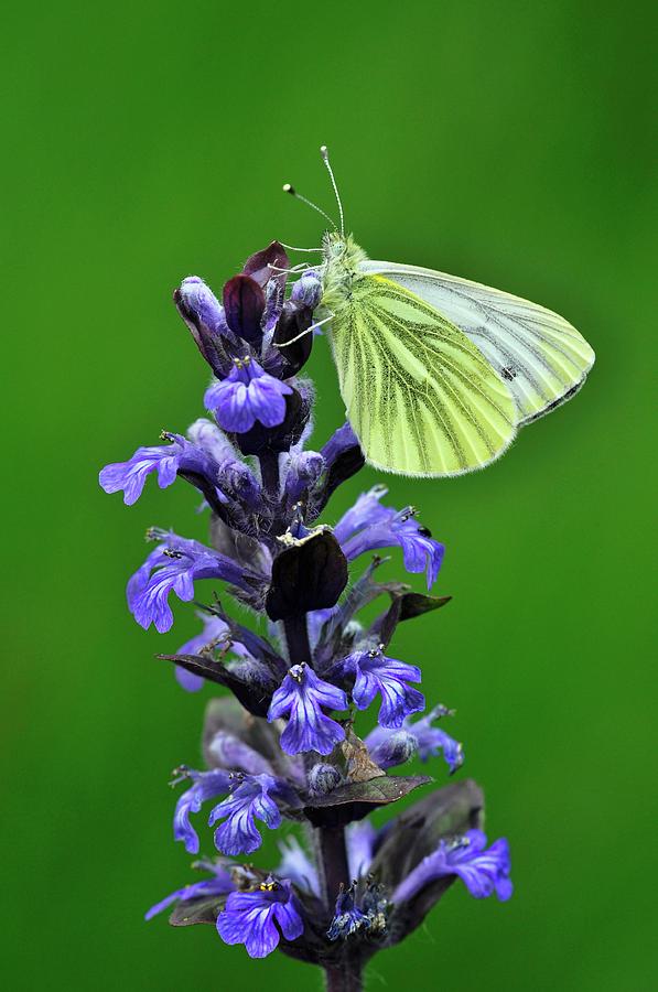 Green-veined White Butterfly Photograph by Colin Varndell/science Photo Library