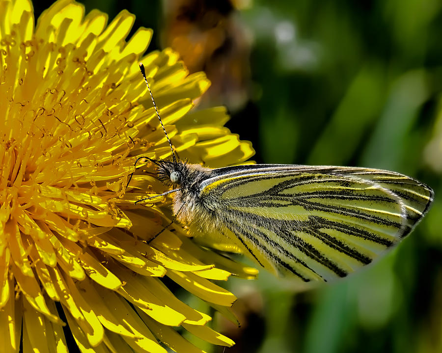 Green-veined white butterfly collecting nectar from a flowering yellow dandelion. Photograph by Leif Sohlman