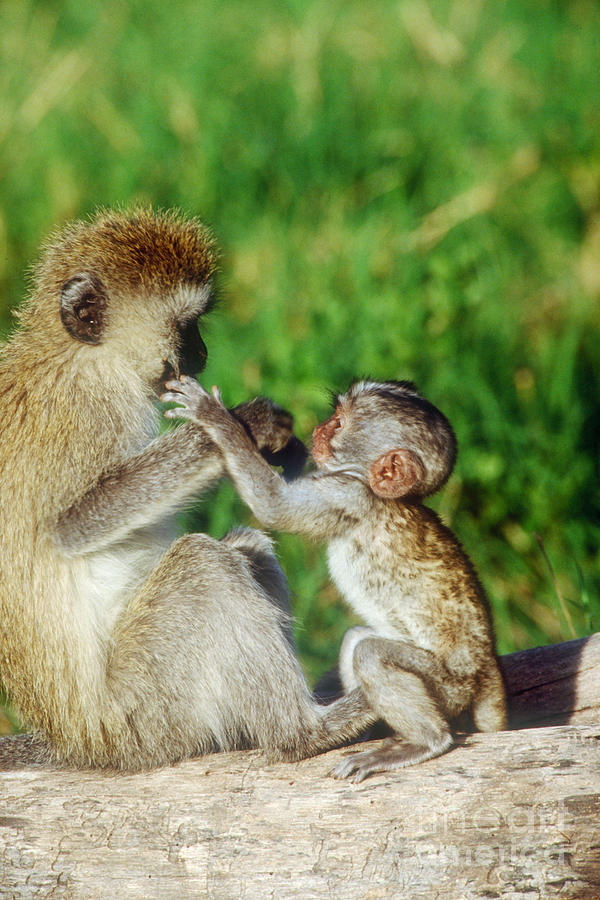 Green Vervet Monkey And Young Photograph by Art Wolfe