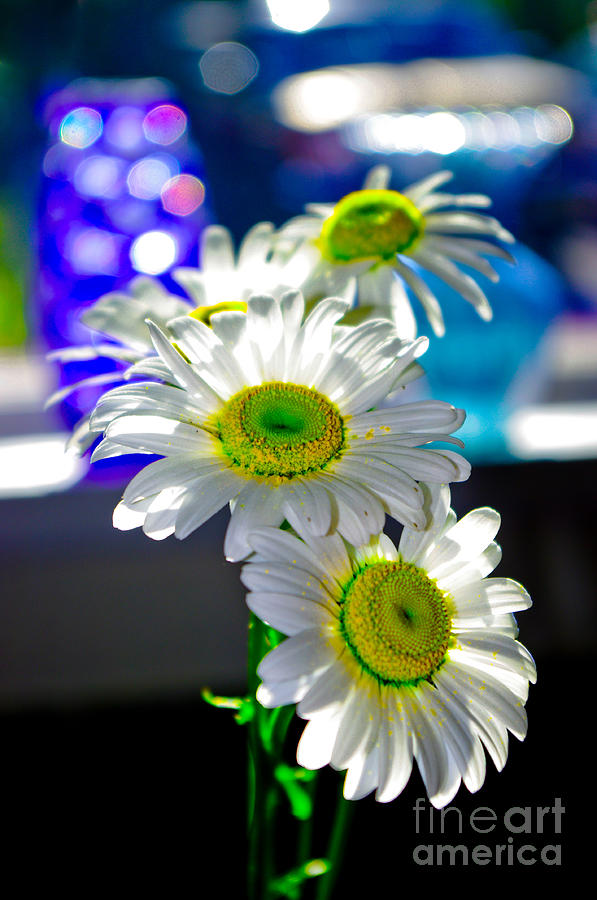 Green Vibe Daisies Photograph by Adria Trail