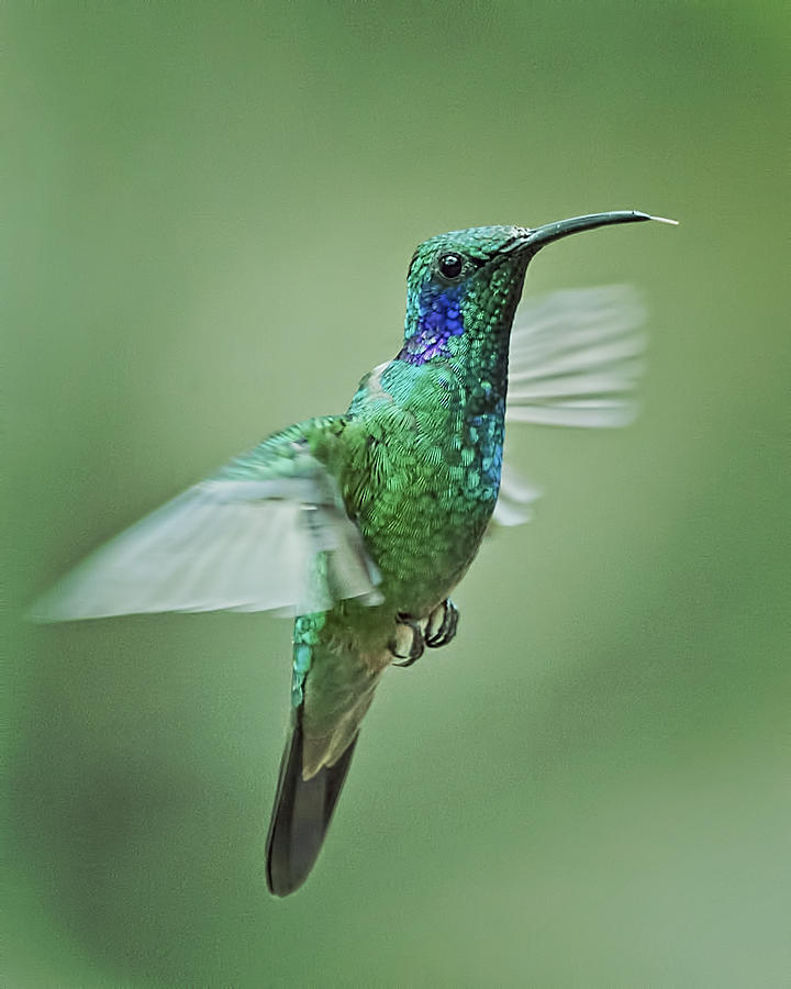 Green Violetear Hummer Beauty Photograph by Leslie Reagan - Joy To The ...