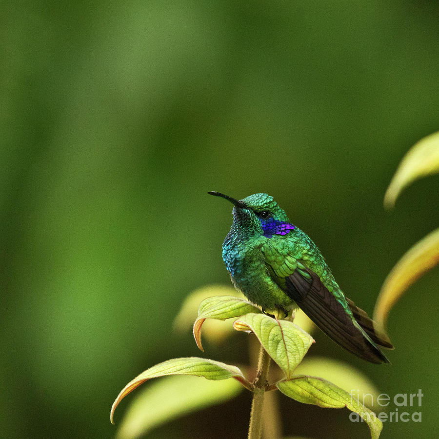 Green Violetear Hummingbird Photograph by Heiko Koehrer-Wagner