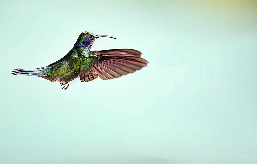 Green Violetear Hummingbird In Flight Photograph by Nicolas Reusens