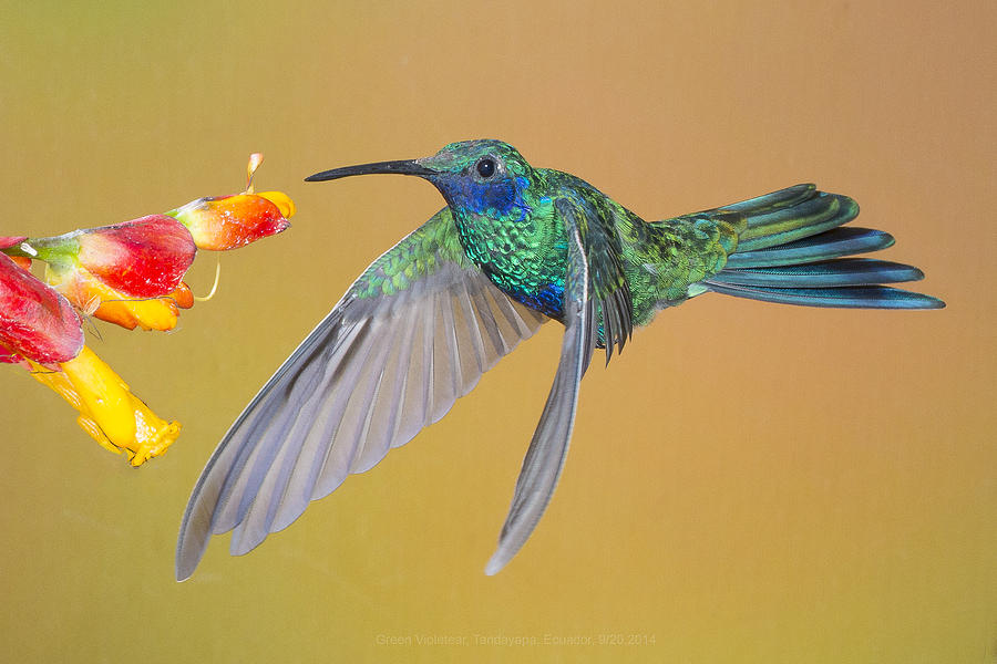 Green Violetear by Jim Frandeen Green Violetear by Jim Frandeen