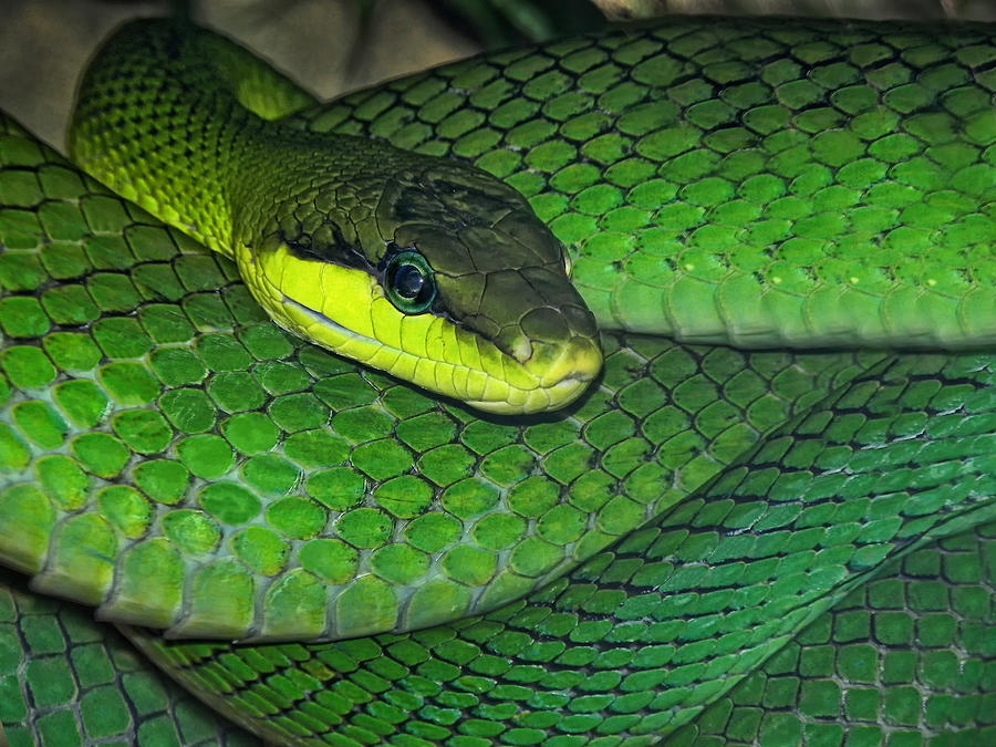 Green Viper Photograph by Joachim G Pinkawa
